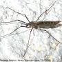 Tipula (Savtshenkia) pagana : habitus - female