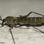 Tipula (Savtshenkia) pagana : habitus - female