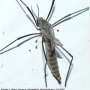 Tipula (Savtshenkia) pagana : habitus - female