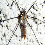 Tipula (Savtshenkia) pagana : habitus - female