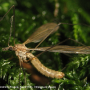Tipula (Savtshenkia) pagana : habitus - male