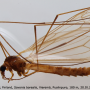 Tipula (Savtshenkia) pagana : habitus - male