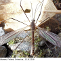 Tipula (Savtshenkia) pagana : habitus - male