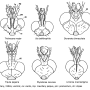 Tipula (Savtshenkia) pagana : body part(s) - head