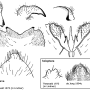 Tipula (Savtshenkia) pagana : hypopygium