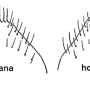 Tipula (Savtshenkia) pagana : hypopygium
