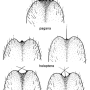 Tipula (Savtshenkia) pagana : hypopygium