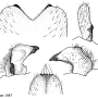 Tipula (Savtshenkia) pagana : hypopygium
