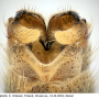 Tipula (Savtshenkia) pagana : hypopygium