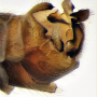 Tipula (Savtshenkia) pagana : hypopygium