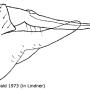 Tipula (Savtshenkia) pagana : ovipositor