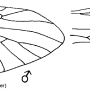 Tipula (Savtshenkia) pagana : wing