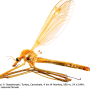 Tipula (Lunatipula) peliostigma : habitus - female