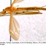 Tipula (Lunatipula) peliostigma : habitus - female