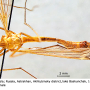 Tipula (Lunatipula) peliostigma : habitus - male