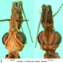 Tipula (Lunatipula) peliostigma : body part(s) - head
