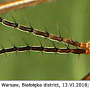 Tipula (Lunatipula) peliostigma : body part(s) - head and antenna