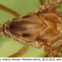 Tipula (Lunatipula) peliostigma : body part(s) - head and thorax
