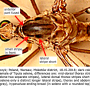 Tipula (Lunatipula) peliostigma : body part(s) - head and thorax