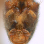 Tipula (Lunatipula) peliostigma : hypopygium