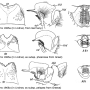 Tipula (Lunatipula) peliostigma : hypopygium