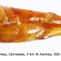 Tipula (Lunatipula) peliostigma : ovipositor