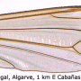 Tipula (Lunatipula) peliostigma : wing