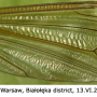 Tipula (Lunatipula) peliostigma : wing