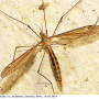 Tipula (Yamatotipula) pierrei : habitus - female
