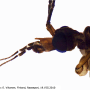 Tipula (Yamatotipula) pierrei : body part(s) - head