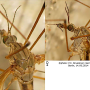 Tipula (Yamatotipula) pierrei : body part(s) - head and thorax