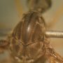 Tipula (Yamatotipula) pierrei : body part(s) - thorax
