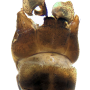 Tipula (Yamatotipula) pierrei : hypopygium
