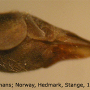 Tipula (Yamatotipula) pierrei : ovipositor
