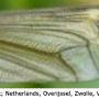 Tipula (Yamatotipula) pierrei : wing