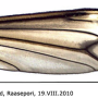 Tipula (Yamatotipula) pierrei : wing