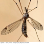 Tipula (Lunatipula) pilicauda : habitus - female