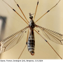 Tipula (Lunatipula) pilicauda : habitus - female