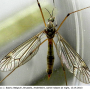 Tipula (Lunatipula) pilicauda : habitus - female