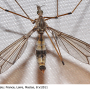 Tipula (Lunatipula) pilicauda : habitus - female