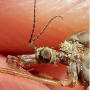 Tipula (Lunatipula) pilicauda : body part(s) - head and thorax