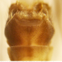 Tipula (Lunatipula) pilicauda : hypopygium