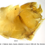 Tipula (Lunatipula) pilicauda : hypopygium