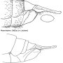 Tipula (Lunatipula) pilicauda : ovipositor