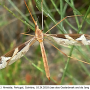 Tipula (Acutipula) repanda : habitus - female