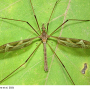 Tipula (Acutipula) repanda : habitus - male