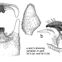 Tipula (Acutipula) repanda : hypopygium