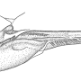 Tipula (Acutipula) repanda : ovipositor