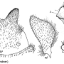 Tipula (Yamatotipula) riedeli : hypopygium