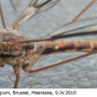 Tipula (Savtshenkia) rufina rufina: habitus - male